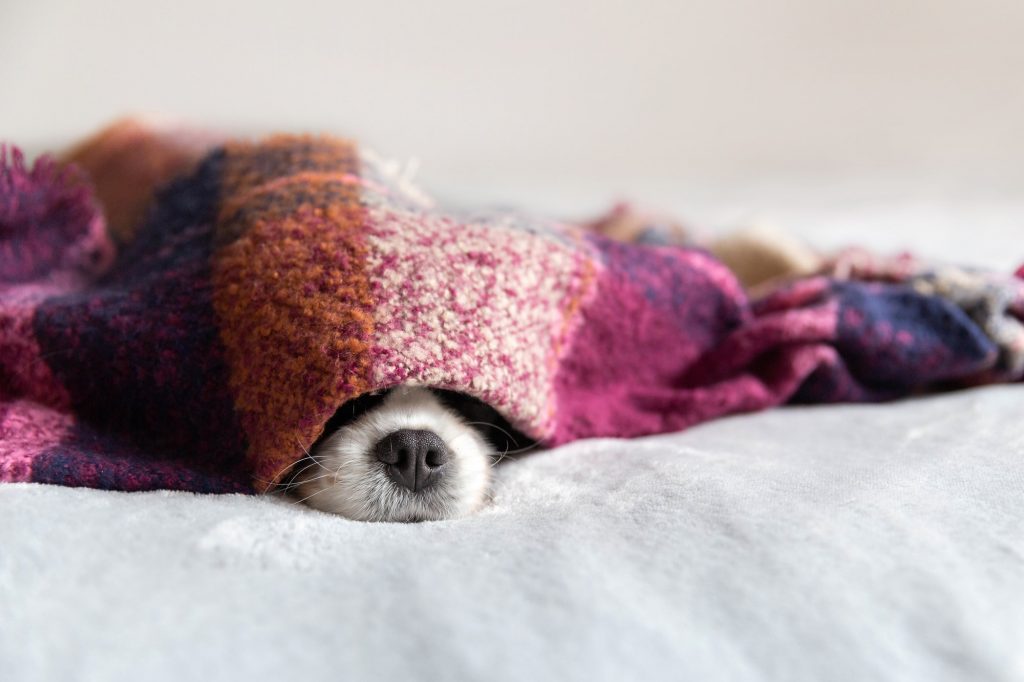 Cavalier spaniel sleeping under the blanket